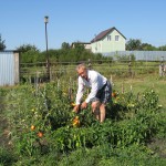 080_Ильющенко_06 к картошечке хороши и помидорки